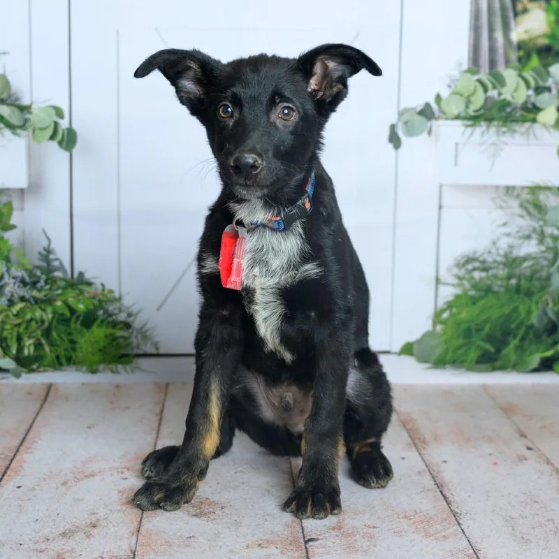 A baby small-sized male Australian Cattle Dog / Blue Heeler dog named Roman for adoption in Parker, CO