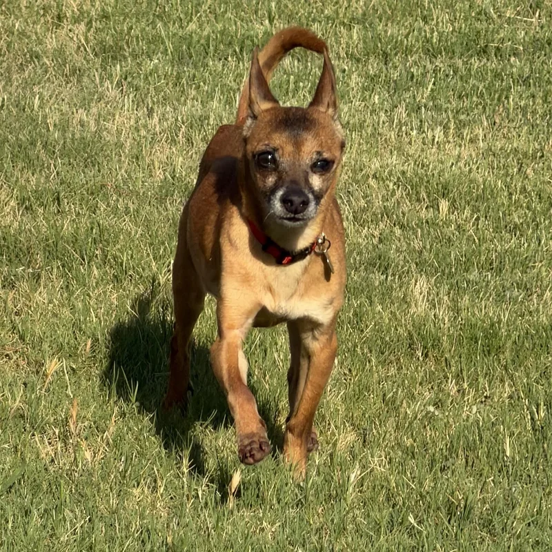 An adult small-sized male Golden Miniature Pinscher dog named Nicholas for adoption in Yukon, OK