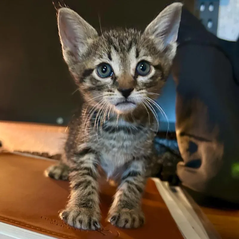 A baby small-sized female Brown / Chocolate Domestic Short Hair cat named Apple Dumplin for adoption in San Antonio, TX