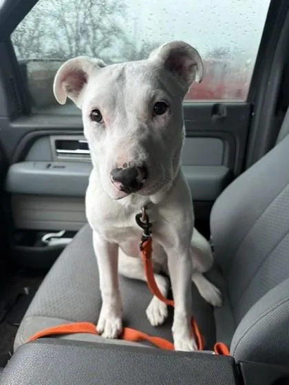 A young medium-sized female Pit Bull Terrier dog named Rio for adoption in Bellevue, WA