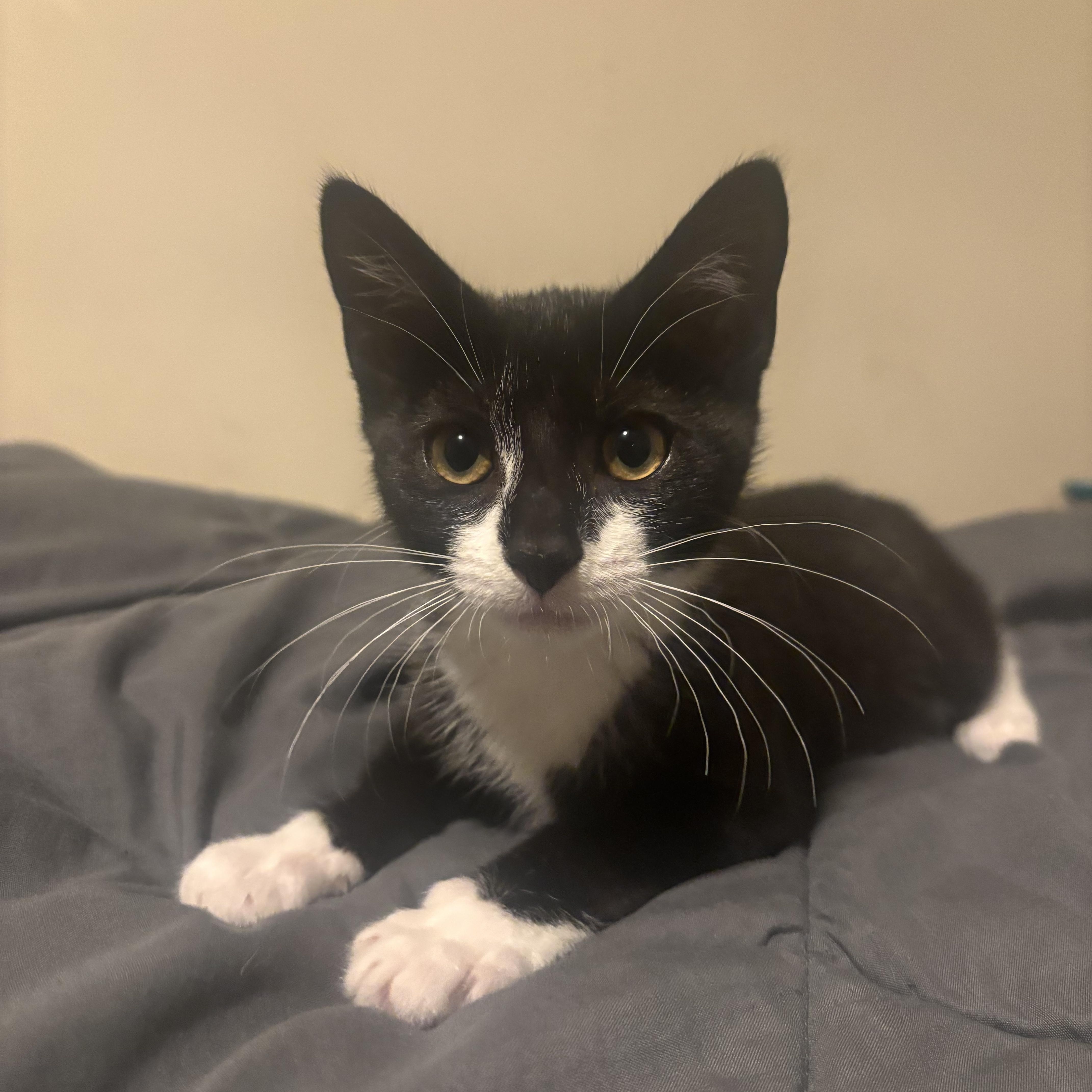 A baby medium-sized female Black & White / Tuxedo Domestic Short Hair cat named Magnolia for adoption in Beltsville, MD