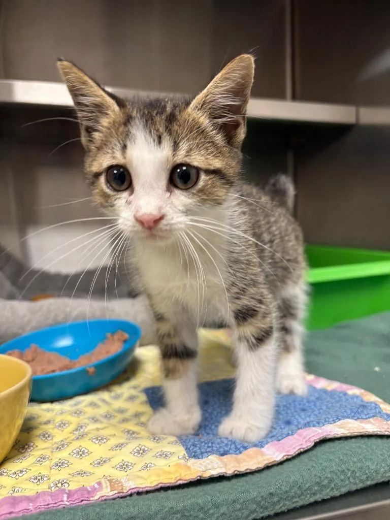 A baby medium-sized female Domestic Short Hair cat named Rinthy for adoption in Greeneville, TN