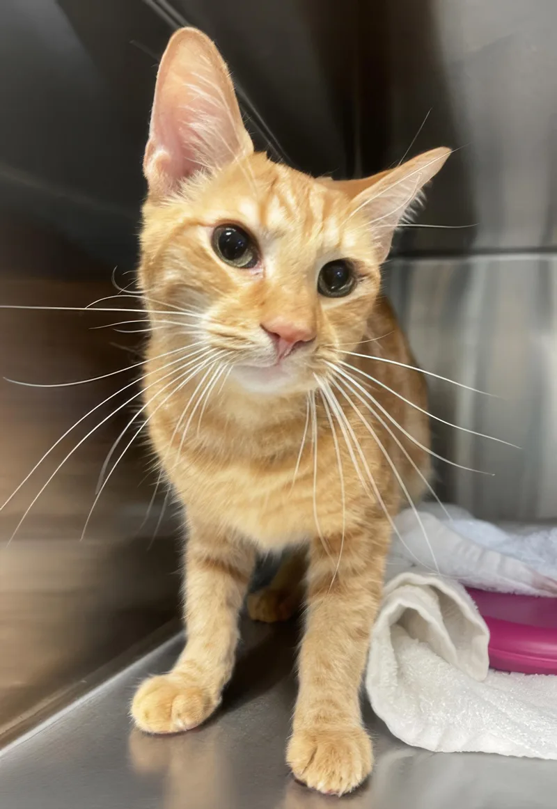 An adult medium-sized male Tabby (Orange / Red) Domestic Short Hair cat named Rowdy for adoption in Nashville, TN