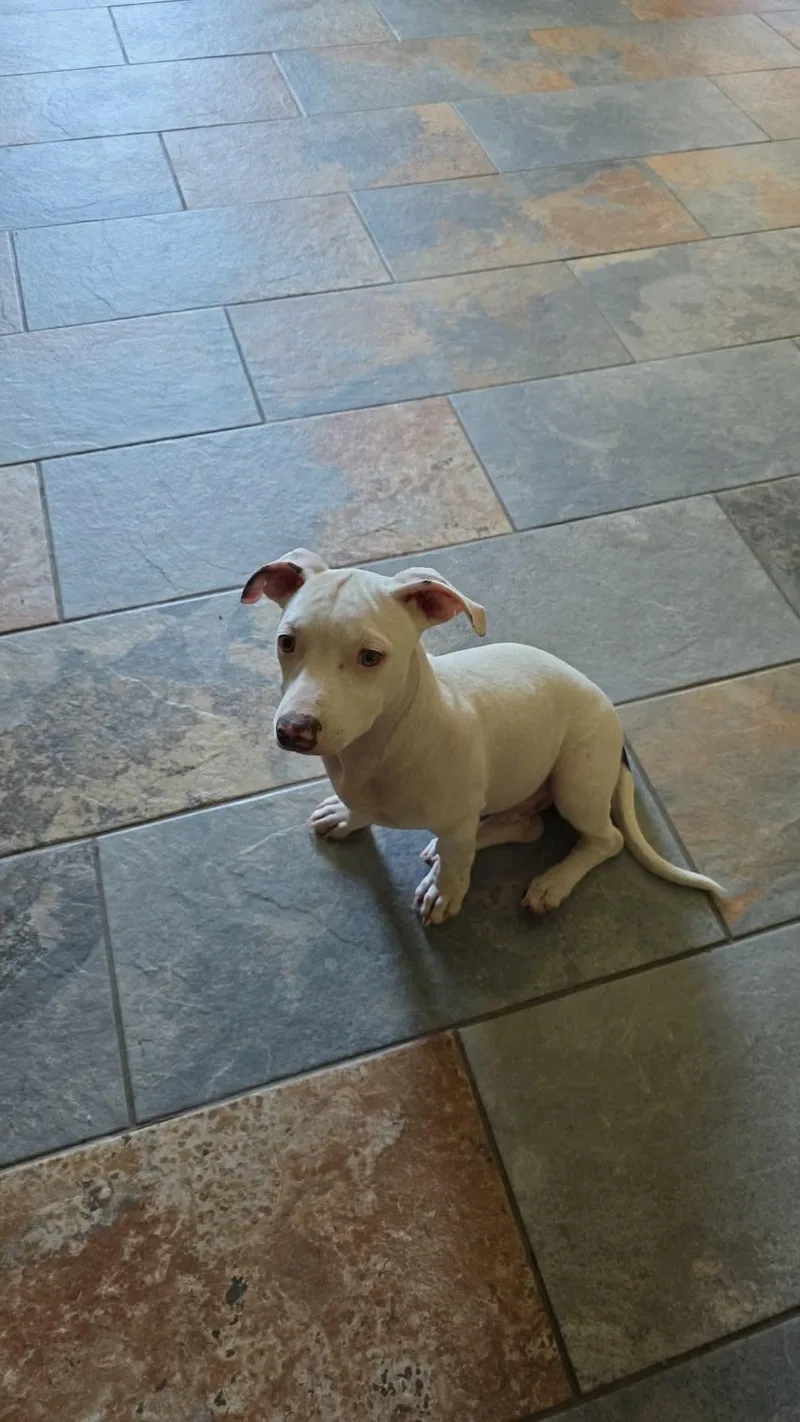 A baby medium-sized male White / Cream American Staffordshire Terrier dog named Coconut for adoption in Mooresville, NC