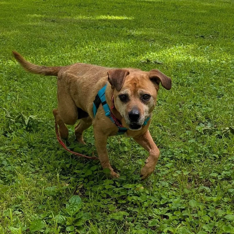 A senior medium-sized female Shar-Pei dog named Roseland for adoption in Winchester, TN