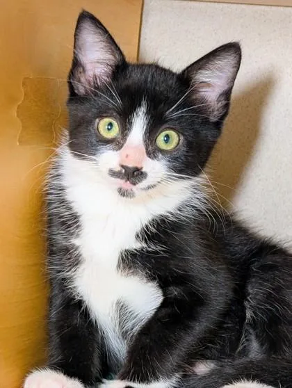 A baby small-sized male Domestic Short Hair cat named Zavier for adoption in Bellevue, WA