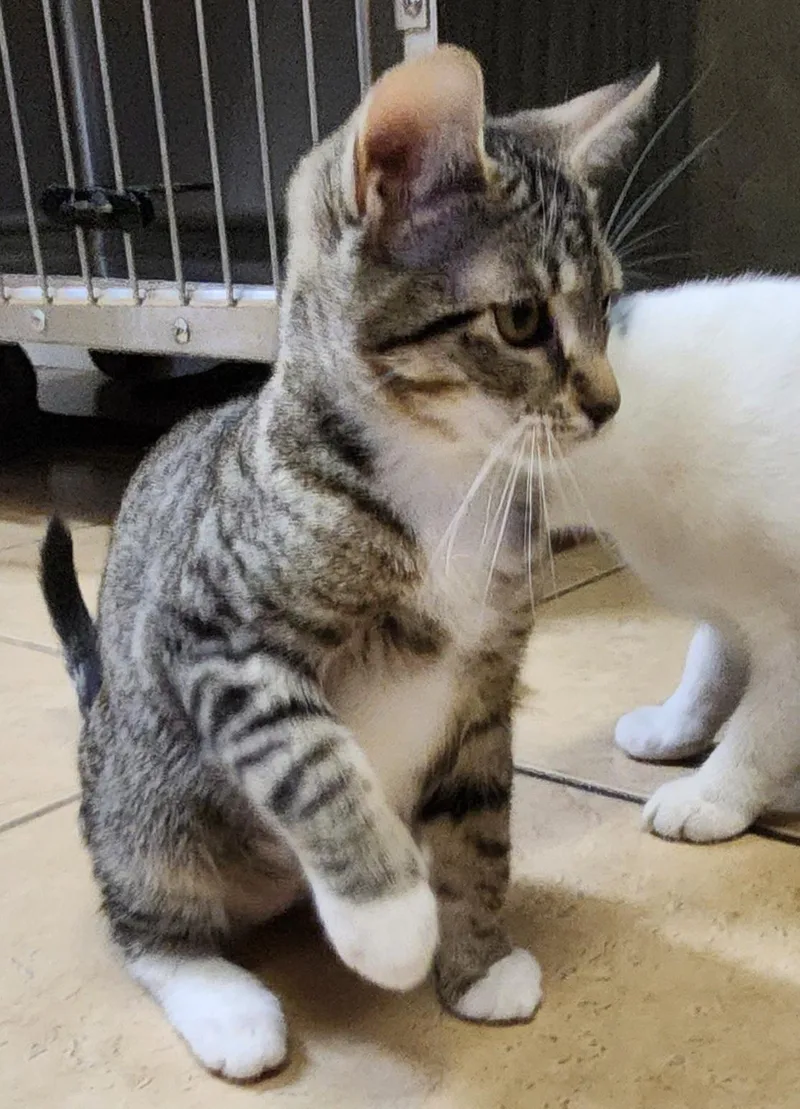 A baby medium-sized female Tabby (Tiger Striped) Tabby cat named Stella for adoption in Linden, NJ