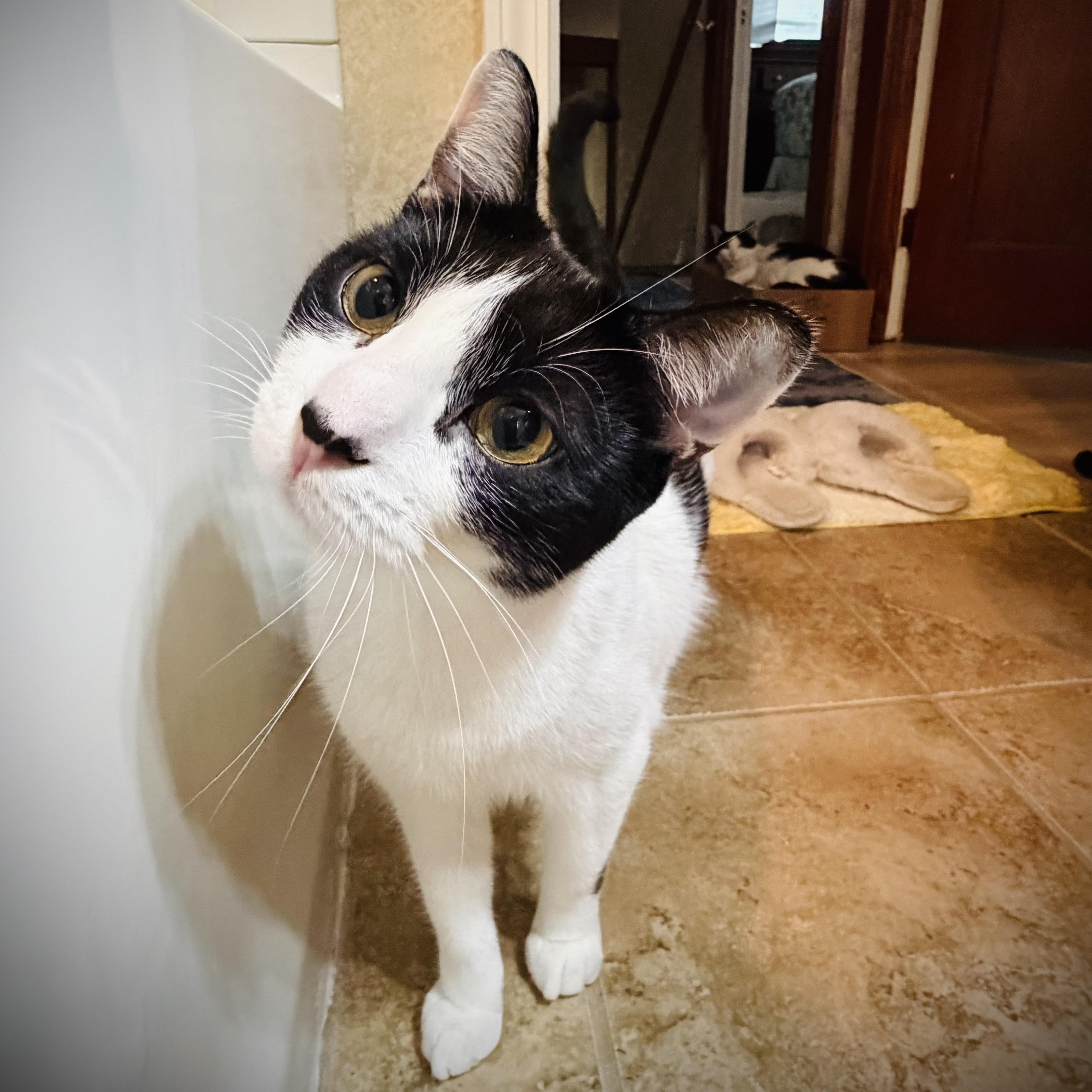 A young medium-sized female Black & White / Tuxedo Domestic Short Hair cat named Trixie for adoption in Buffalo, NY