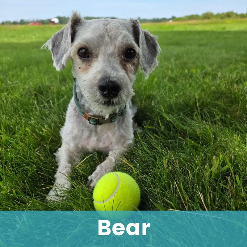 A young small-sized male Mixed Breed dog named Bear for adoption in Rochester , NY