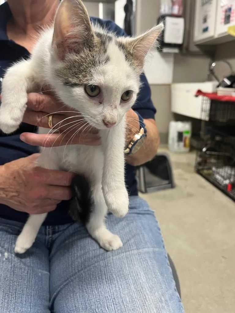 A baby medium-sized male Domestic Medium Hair cat named Ziggy for adoption in Hopkinsville, KY