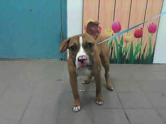 A senior medium-sized male Pit Bull Terrier dog named Yoshi for adoption in Albuquerque, NM
