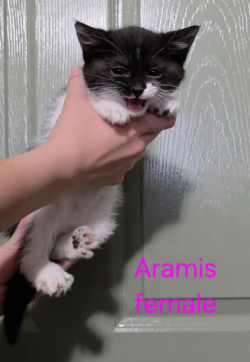 Aramis thumbnail 3