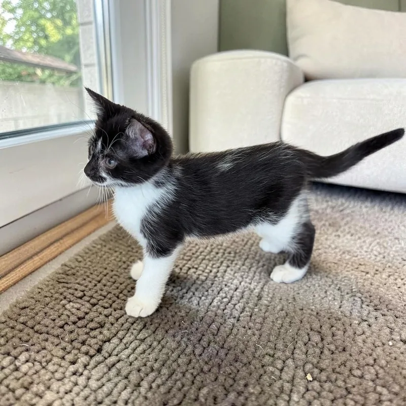 A baby medium-sized female Black & White / Tuxedo Tuxedo cat named Rory for adoption in Fort Worth, TX