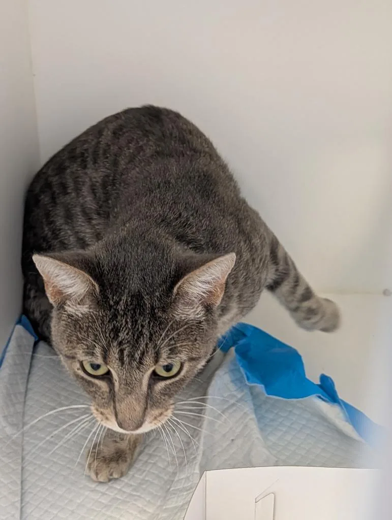 A young medium-sized male Domestic Short Hair cat named Cobweb for adoption in Greenfield, IN