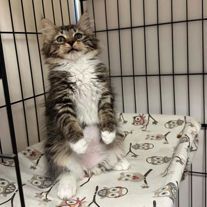 A baby medium-sized female Domestic Medium Hair cat named Shag for adoption in Candler, NC