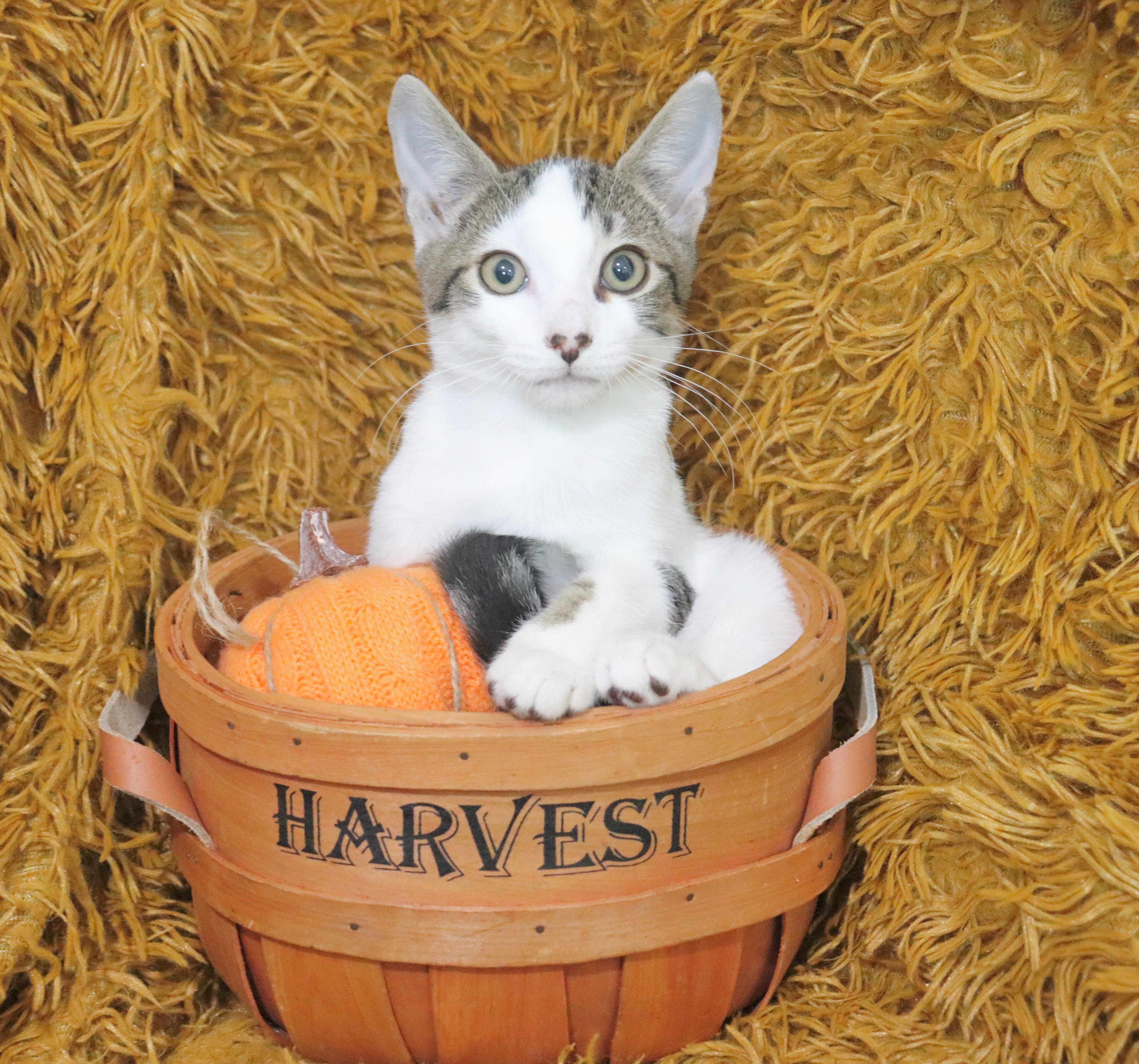 A baby medium-sized male White Turkish Van cat named Ocean for adoption in Saint Augustine, FL