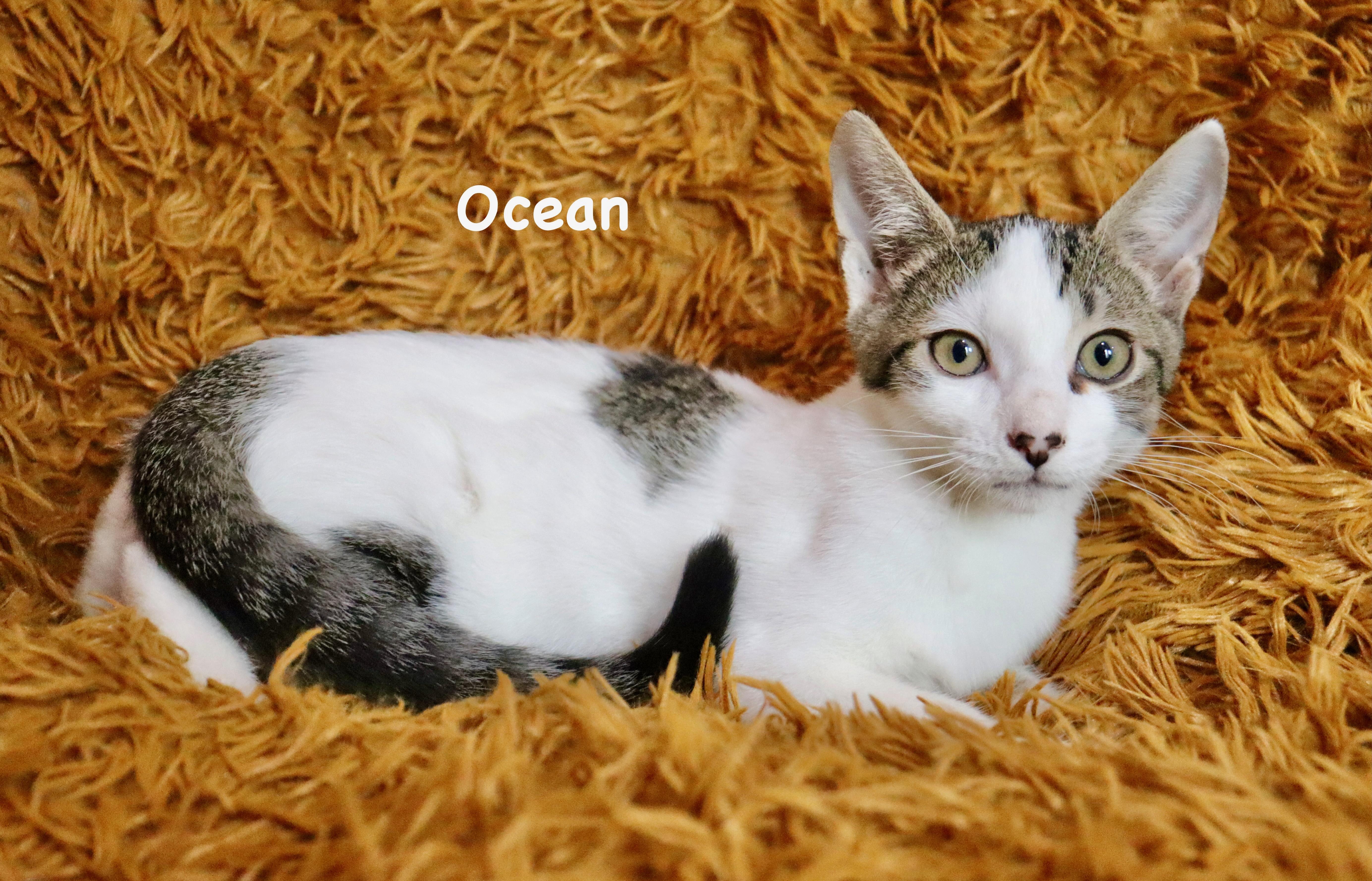 Ocean thumbnail 5