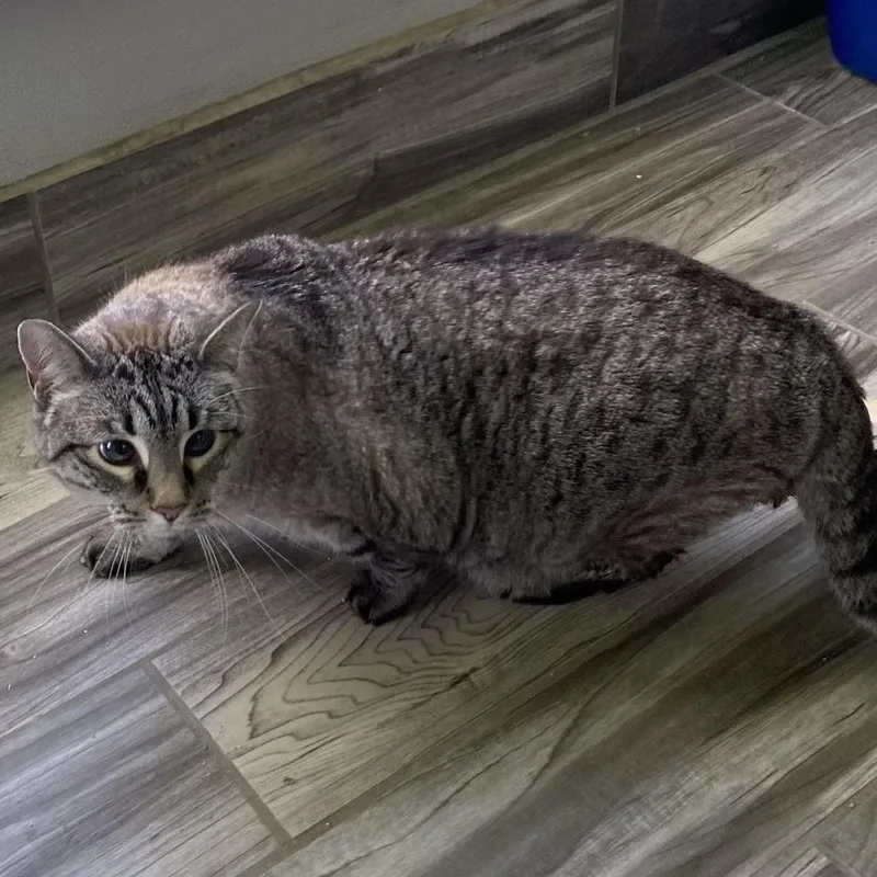A senior small-sized female White Siamese cat named Minnie for adoption in West Des Moines, IA