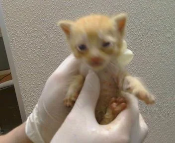 A baby small-sized male Domestic Medium Hair cat named Lenard for adoption in Sacramento, CA