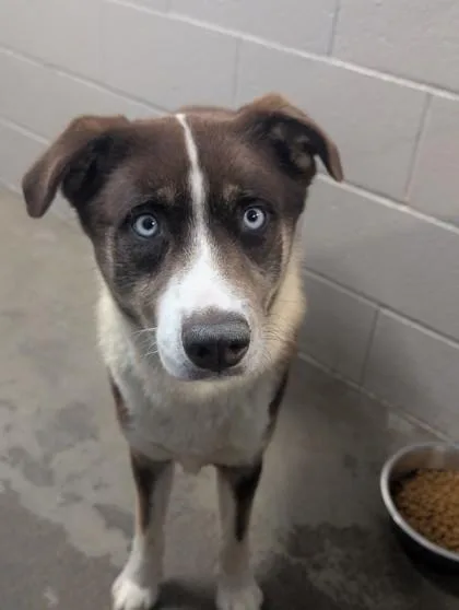 An adult medium-sized male Brown / Chocolate Husky dog named Mars for adoption in Sacramento, CA