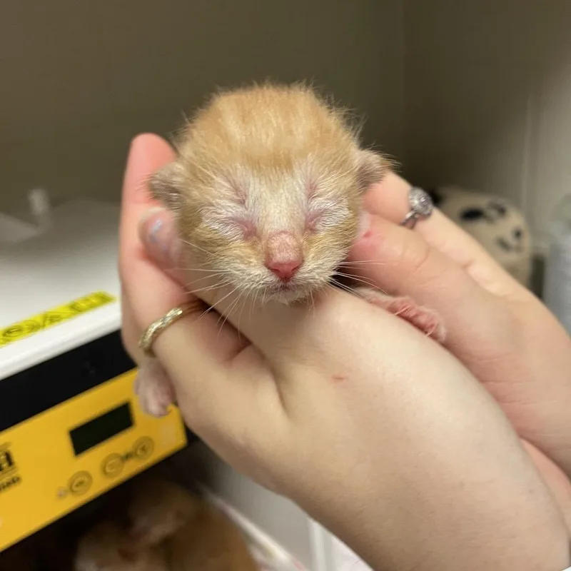 A baby small-sized male Orange / Red Domestic Short Hair cat named Norfolk for adoption in Bristol, IN