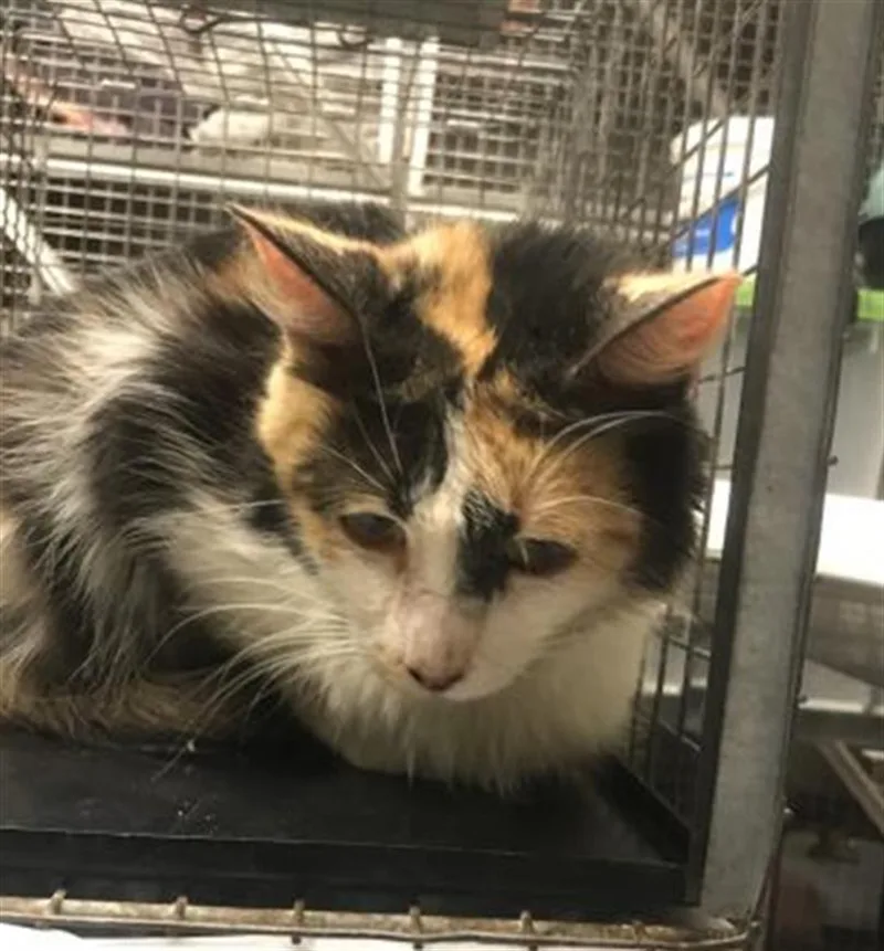 A young medium-sized female Domestic Medium Hair cat named Zelda for adoption in Conroe, TX