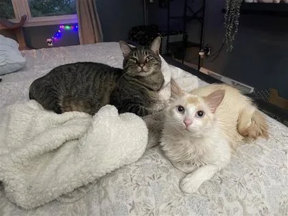 A baby medium-sized male Domestic Medium Hair cat named Critter for adoption in West Chester, PA
