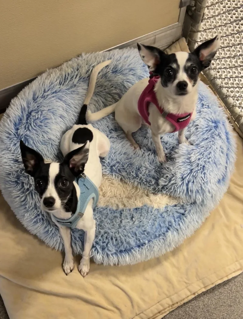A young small-sized male Toy Fox Terrier dog named Edith & Archie Bunker for adoption in Montville, NJ