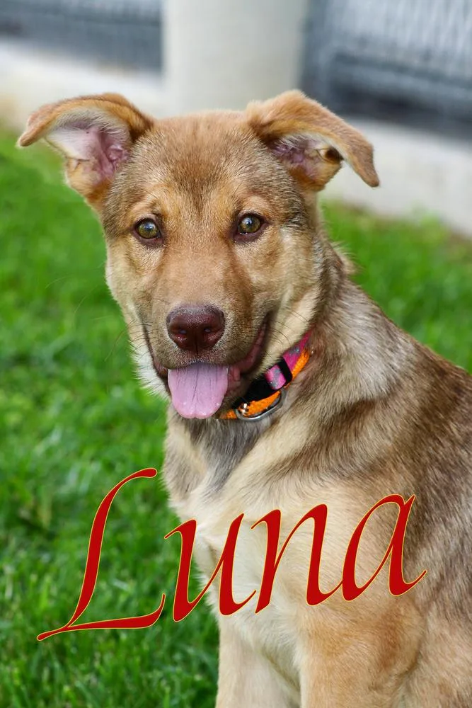 Luna T thumbnail 2
