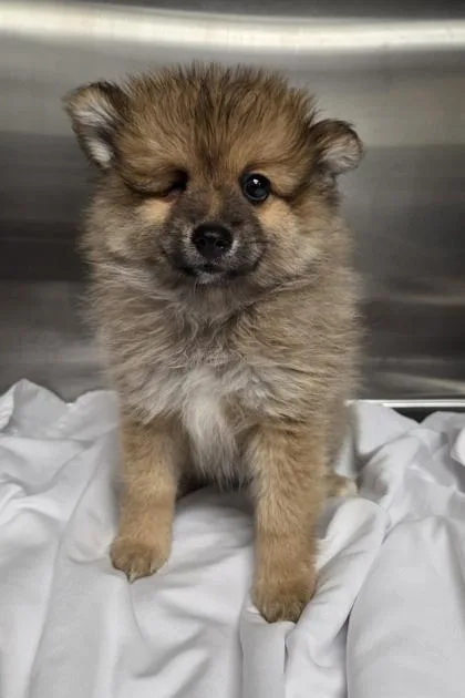 A baby small-sized male Pomeranian dog named Baxter for adoption in Kinzers , PA