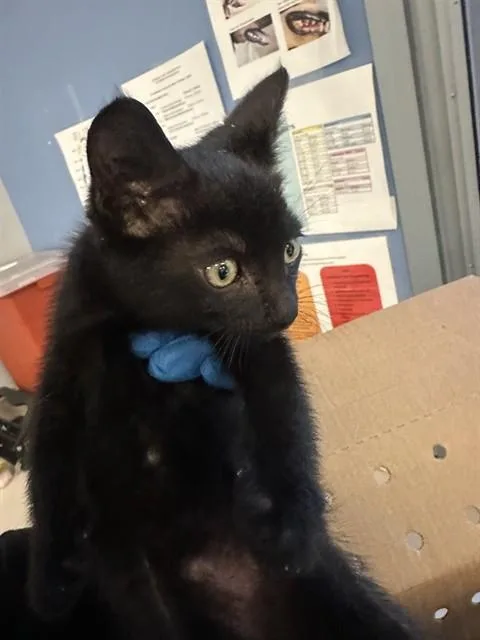 A baby small-sized male Domestic Short Hair cat named A for adoption in San Jose, CA