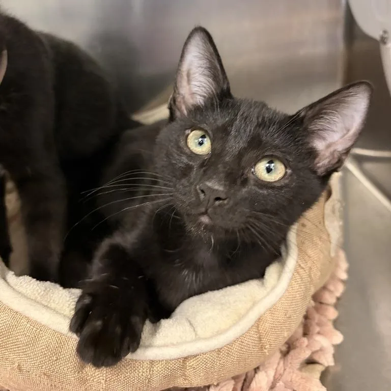 A baby small-sized male Black Domestic Short Hair cat named Lee for adoption in Marshall, VA