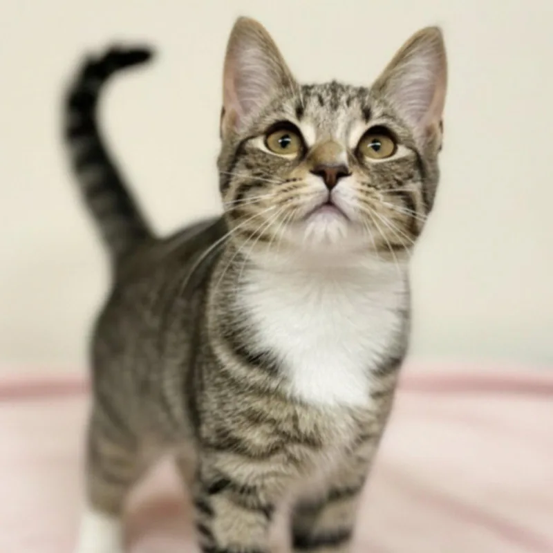 A baby medium-sized female Domestic Short Hair cat named Alice for adoption in Blasdell, NY