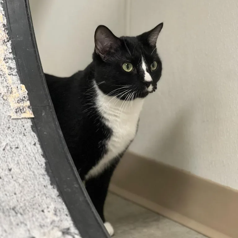 Wanda Maximoff thumbnail 2