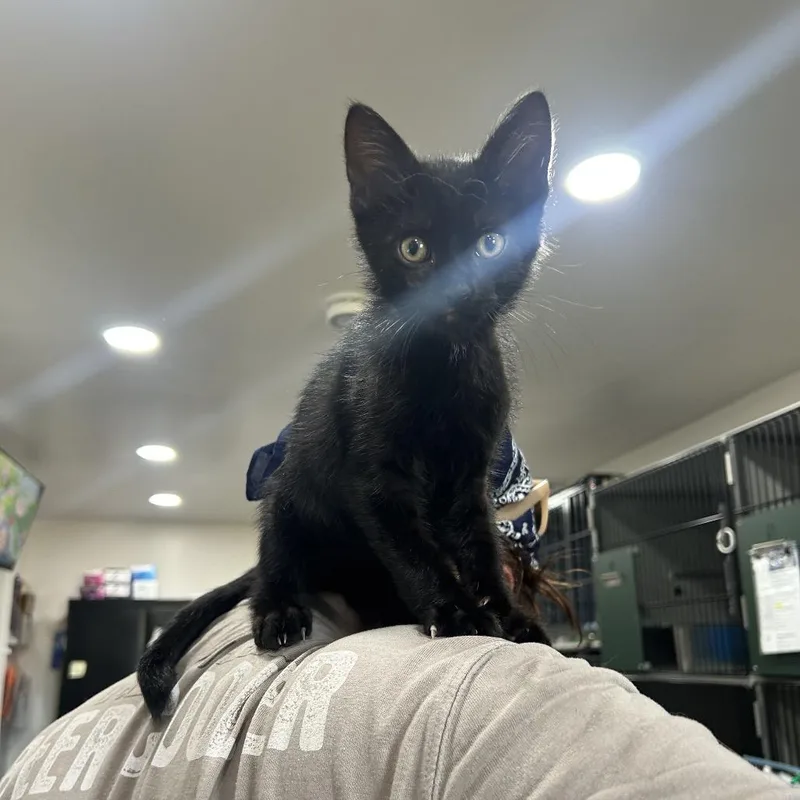 A baby small-sized male Domestic Short Hair cat named Hugh for adoption in Bismarck, ND