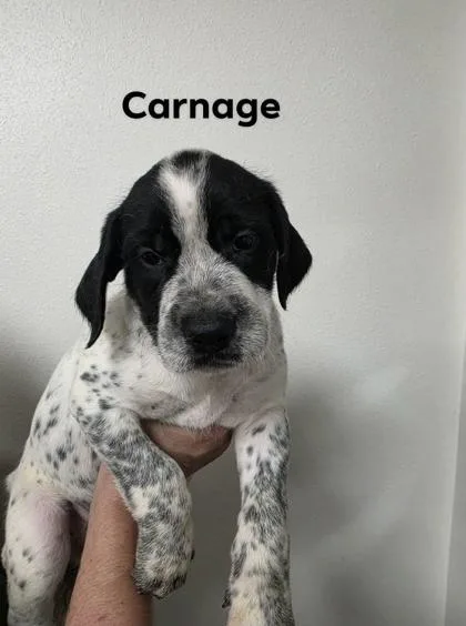 Carnage