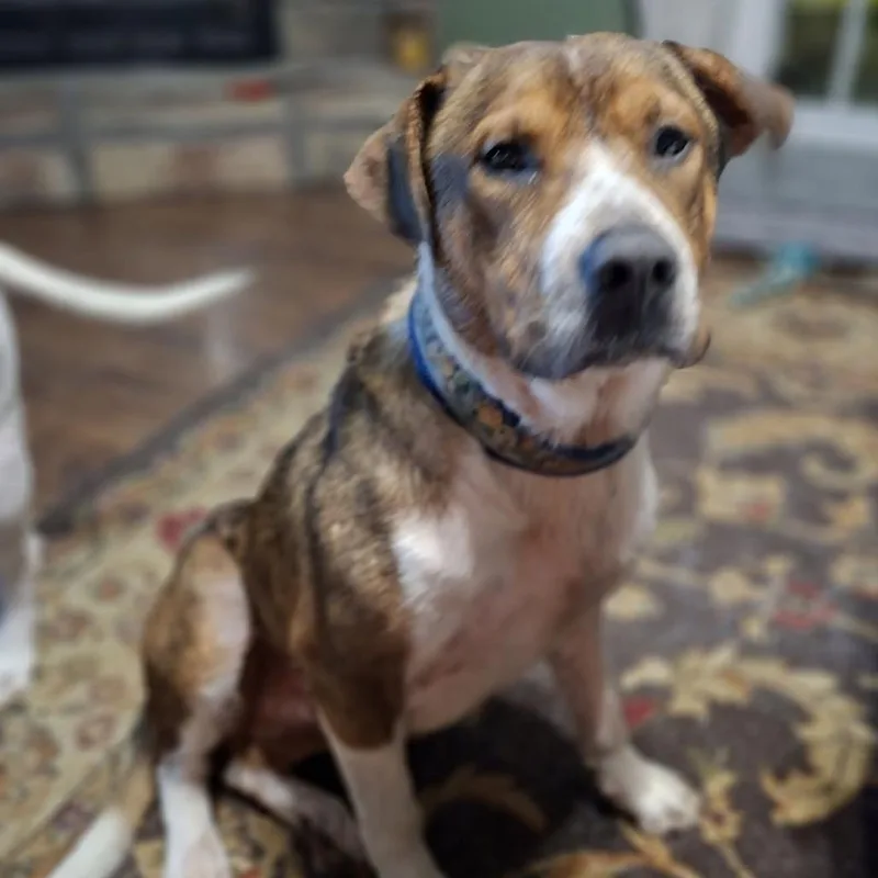 An adult large-sized male White / Cream Hound dog named Tango for adoption in Enterprise, AL