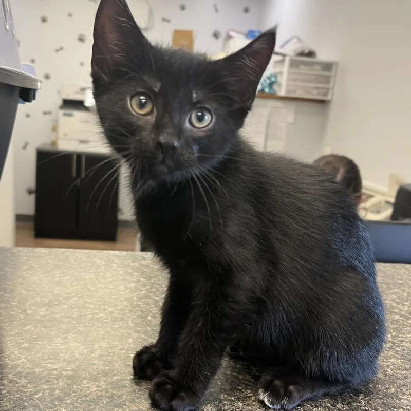A baby small-sized male Black Domestic Short Hair cat named Batman for adoption in Morganfield, KY