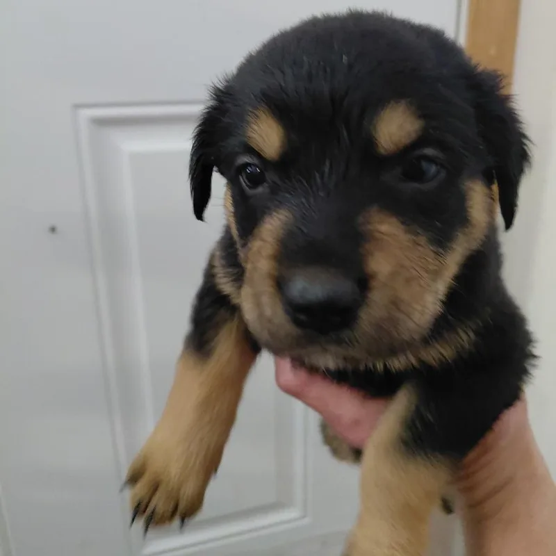 A baby large-sized female Black Rottweiler dog named Nesta for adoption in Tacoma, WA
