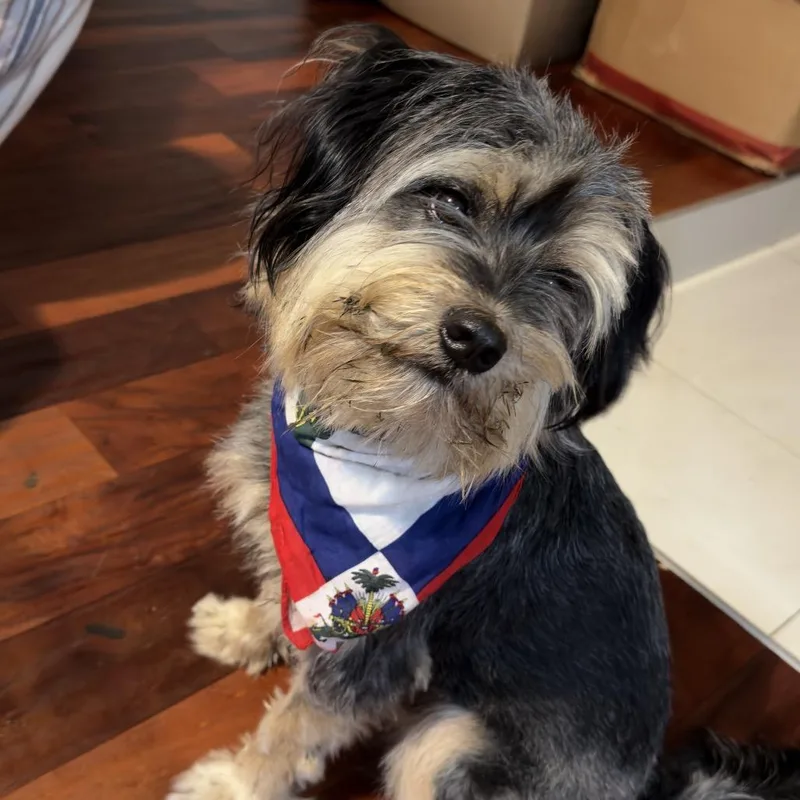 A young small-sized male Black Yorkshire Terrier dog named Daryl for adoption in Miami, FL
