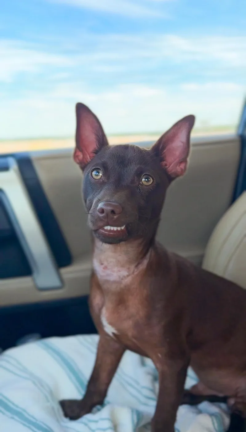 A baby small-sized male Brown / Chocolate Chihuahua dog named Toby Keith for adoption in Charleston, SC