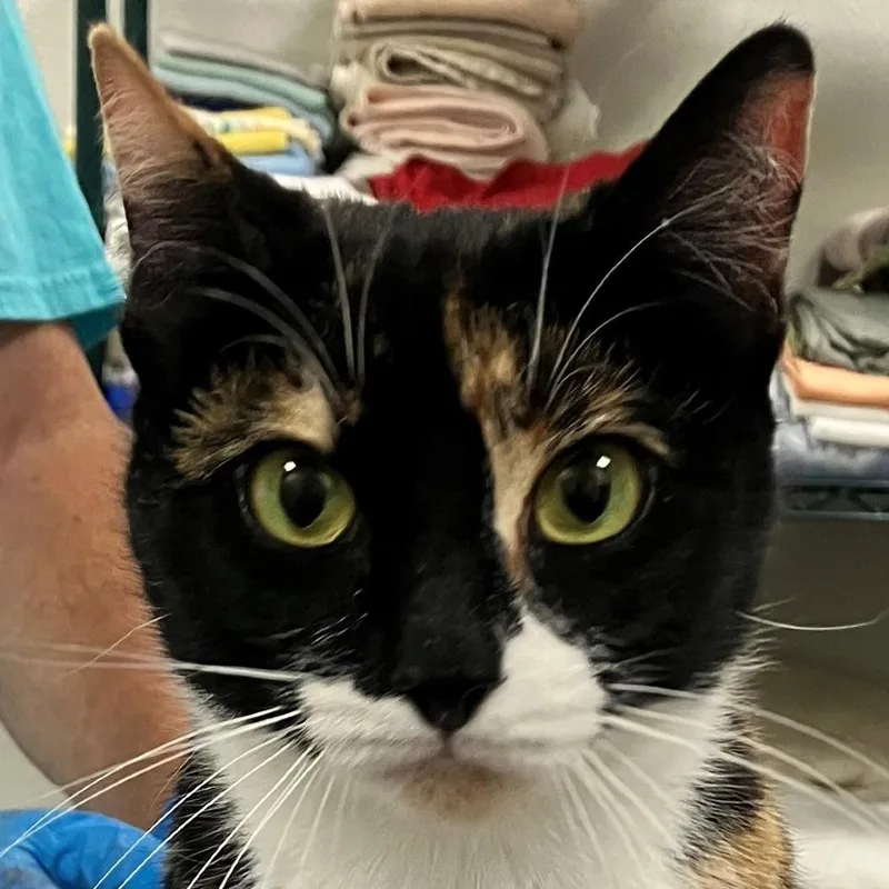 A senior medium-sized female Calico Domestic Short Hair cat named Ziggy for adoption in Las Cruces, NM