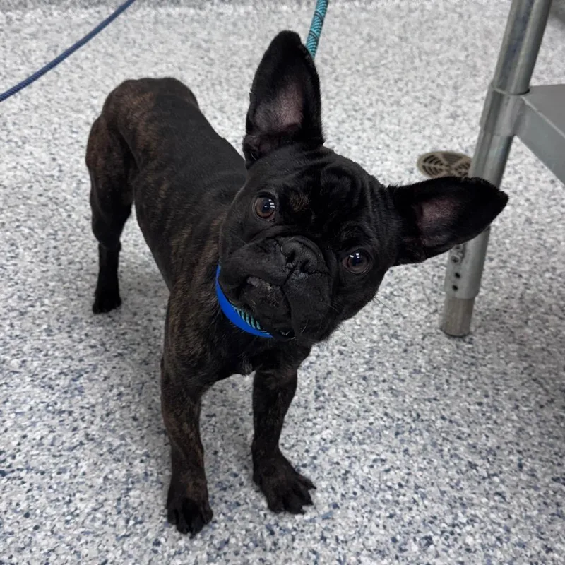 A young small-sized male Brindle Pug dog named Pinto for adoption in Chicago, IL