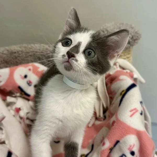 A baby small-sized male Domestic Medium Hair cat named Zigzag for adoption in Walnut Creek, CA