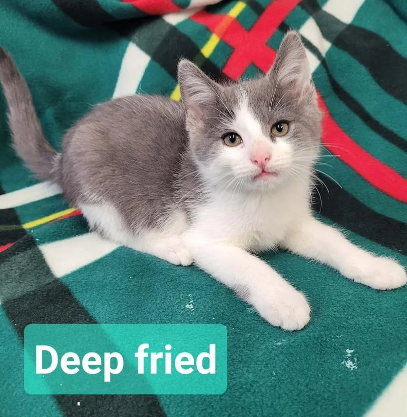 A baby small-sized male Domestic Short Hair cat named Deep Fried for adoption in Richmond, IN