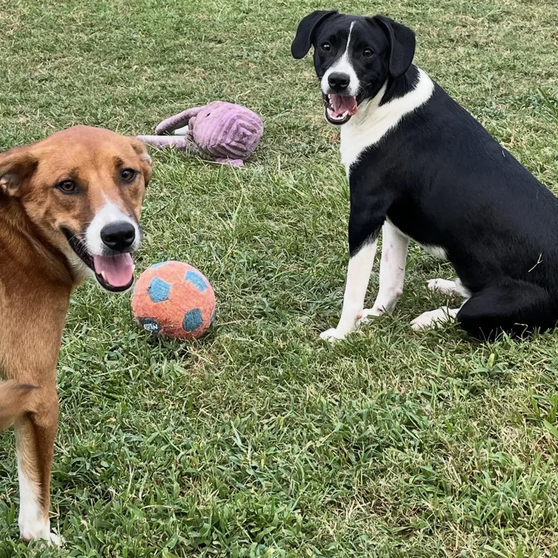 A baby medium-sized male Australian Cattle Dog / Blue Heeler dog named Red for adoption in Krum, TX