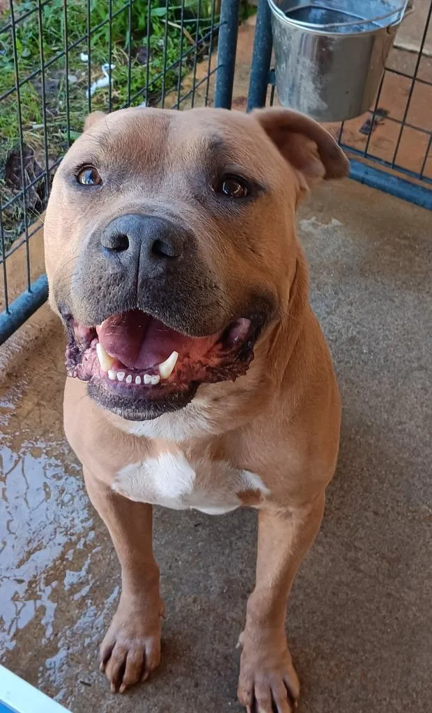 An adult medium-sized male Bull Terrier dog named Chunk for adoption in Marianna, FL