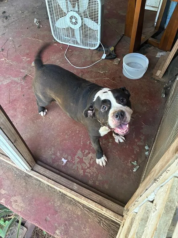 An adult large-sized female Pit Bull Terrier dog named Roxy for adoption in Chickamauga , GA