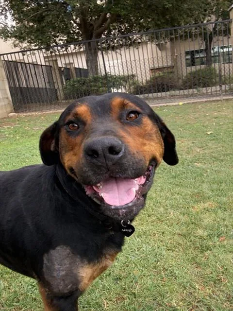A young medium-sized male Rottweiler dog named Bronco for adoption in Riverside, CA