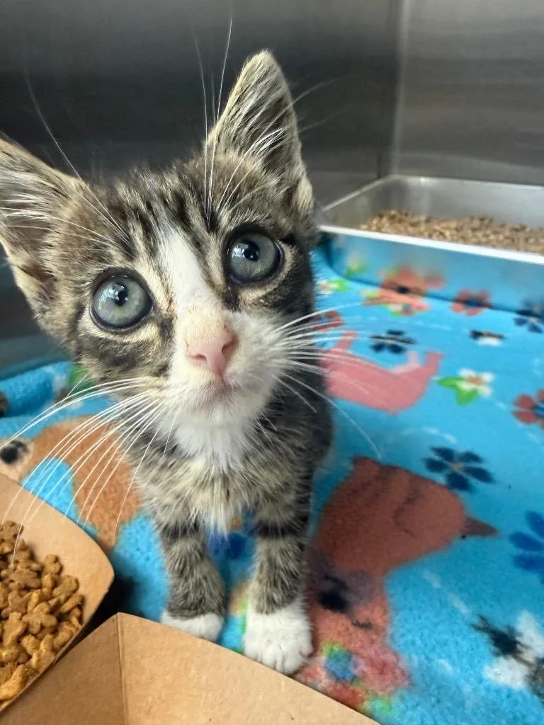 A baby medium-sized male Domestic Short Hair cat named Megatron for adoption in Hartsville, SC